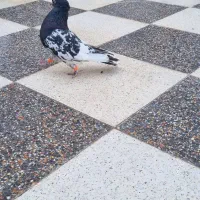 کله سیاه نر|پرنده|شیراز, تندگویان|دیوار