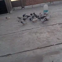 کبوتر|پرنده|میاندوآب, |دیوار