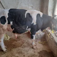 گوساله نر|حیوانات مزرعه|ایوان, |دیوار