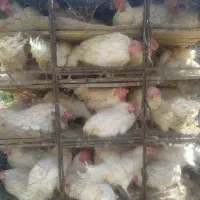 مرغ تخم گذار داشتی و کشتی