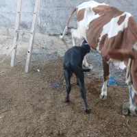 گوساله گاومیش نر جنس درجه یک شیری