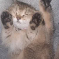 گربه بریتیش