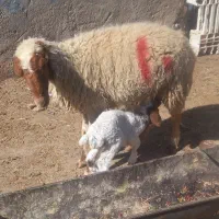 گوسفندابستن مطافیل بره بز|حیوانات مزرعه|اهواز, پردیس|دیوار