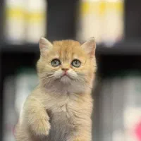 بچه گربه/ شهرک غرب/ سپهر