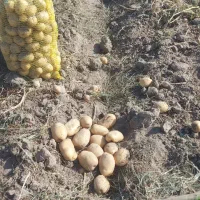 سیب زمینی بذری