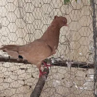 کفتر|پرنده|شیراز, تحویلی|دیوار
