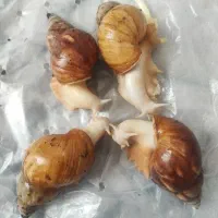 حلزون آلبینو