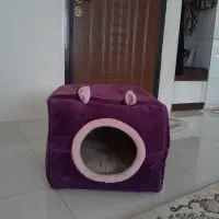 جای خواب گربه نو