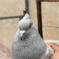 کفتر رنگی درجه۱