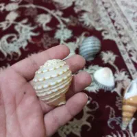 صدف تزئینی جنوب اصل|صنایع دستی و سایر لوازم تزئینی|سیدان, |دیوار