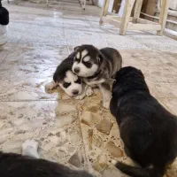 سگ هاسکی