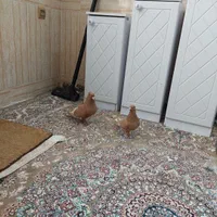 کبوترپرشی نرماده زردم سفیدکاکل میخ چشم نوک سفید|پرنده|مشهد, آیت الله کاشانی|دیوار