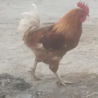 خروس|پرنده|باغ ملک, |دیوار