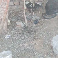 خروس جاوا اصیل