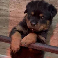 توله هایی روتوایلر واکسیناسیون شده آماده تحویل|سگ|قائم‌شهر, |دیوار