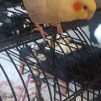 فروش عروس هلندی با قفس|پرنده|اصفهان, کوی شهید کشوری|دیوار