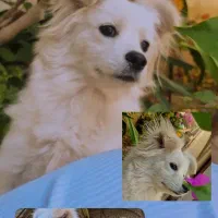 واگذاری سگ نژاد پامر