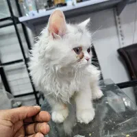 گربه اسکاتیش پرشین