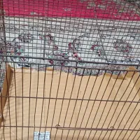 قفس مناسب پرنده
