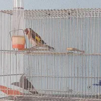 قیره باغی خوان نقش