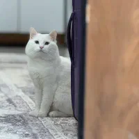 گربه پرشین اصل نر