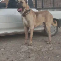 سگ سرابی