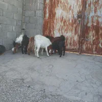 کهره نر|حیوانات مزرعه|حاجی آباد, |دیوار