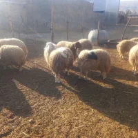 بره|حیوانات مزرعه|کوهنانی, |دیوار