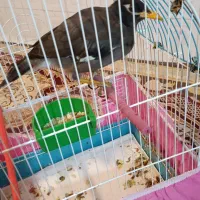پرنده مرغ مینا سخنگو فروشی