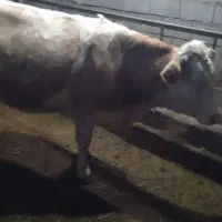 گاو سیمتال وبرژیک|حیوانات مزرعه|ملکآباد, |دیوار