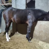 مادیان کره بن طوطی مدرک دار