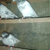 کبوتر پاکستانی|پرنده|بندر انزلی, پرستار|دیوار