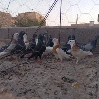 کفتر