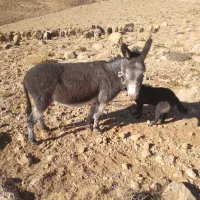 خر یا الاغ فروشی گله ای