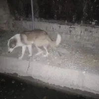 یک عددگمال|سگ|خرمآباد, |دیوار