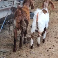 گیسه دورگ پاکستانی  با بز نر  دوباره ابست هست