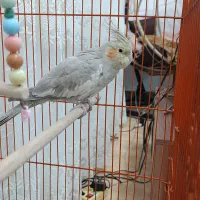 ۲عدد عروس هلندی|پرنده|رشت, فرزانه|دیوار