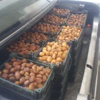 خرما برحی آبادان