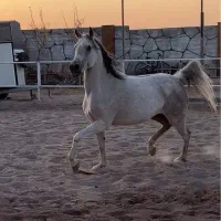 مادیان عرب ۶ دانگ دمگیر|اسب و تجهیزات اسب‌سواری|تهران, پاسداران|دیوار