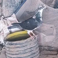 کفتر