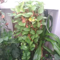 گل های آپارتمانی قیمت مناسب|گل و گیاه طبیعی|داراب, |دیوار