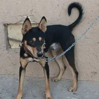 سگ گرگی گمشده|حیوانات|تایباد, |دیوار