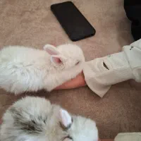 خرگوش|موش و خرگوش|قیدار, |دیوار