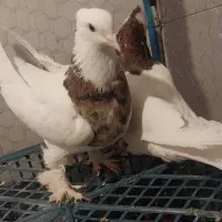طوقی
