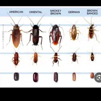 سمپاشی ۱۰۰٪سوسک،مورچه، موش سم پاشی منازل|خدمات نظافت|اردبیل, |دیوار