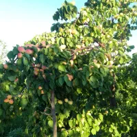 زمین وباغ جاده دندی روستای دوزکندبیش از یک هکتار|فروش زمین و ملک کلنگی|انگوران, |دیوار