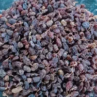 کشمش پلویی|خوردنی و آشامیدنی|قزوین, |دیوار