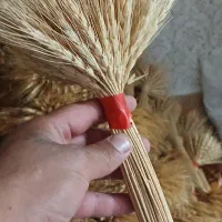 گل گندم سنبل دیمی کاشته شده