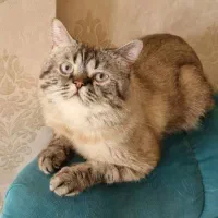 گربه نژاد بریتیش شورت هیر