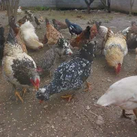 تخم مرغ محلی